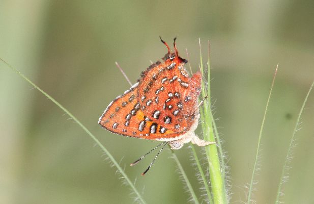 Axiocerses harpax UNS